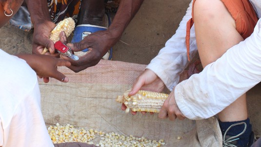 Justine Gay-des-Combes working with a Madagascan farmer to measure crop yields. © JGD