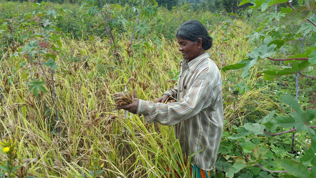 Harvesting finger millet in India. © Dr Mathimaran Natarajan