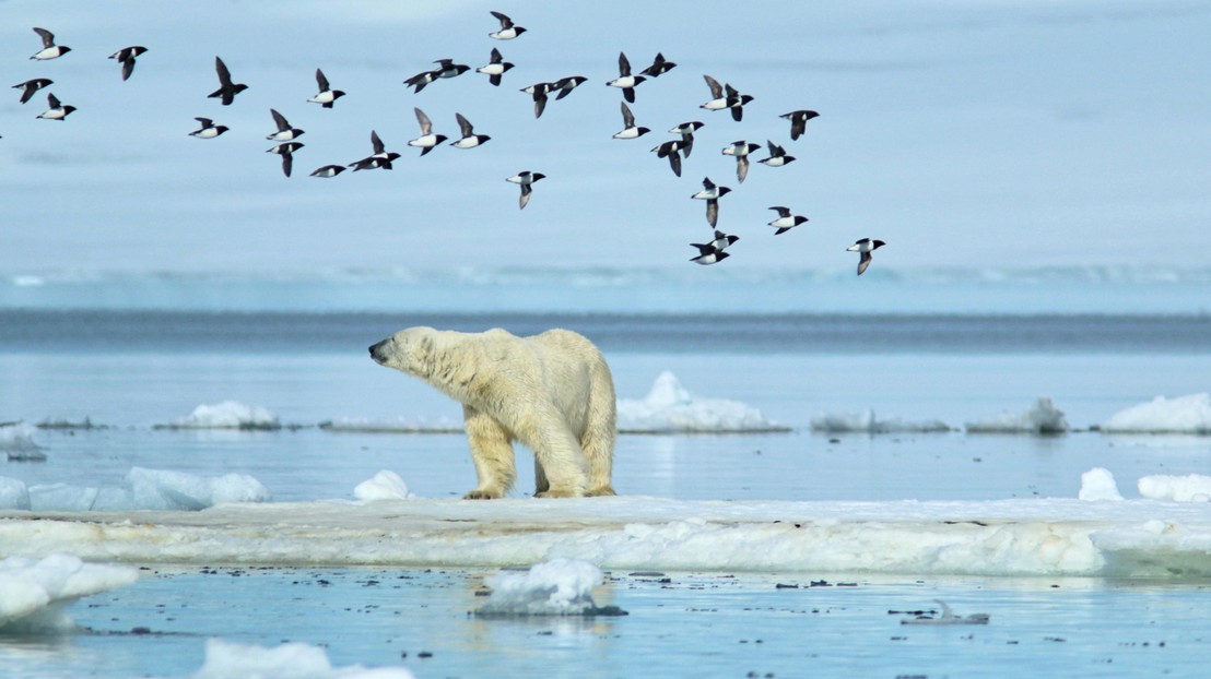 Un ours polaire de l'archipel François-Joseph. ©A.Pochelon