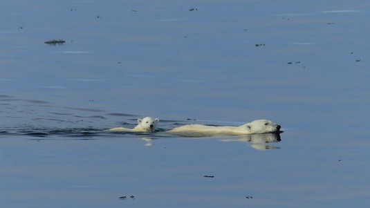Le premier ours aperçu lors de l'expédition, nageant avec son petit. ©A.Rousseau