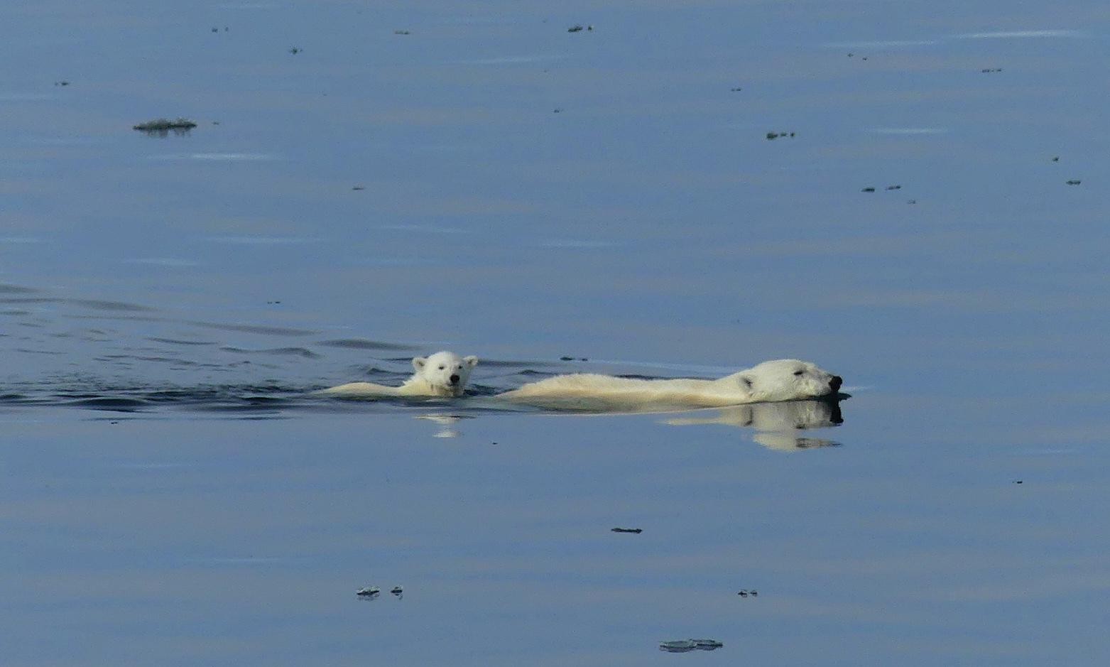 Les ours polaires chassent avec des blocs de glace Les ours polaires chassent avec des blocs de glace
