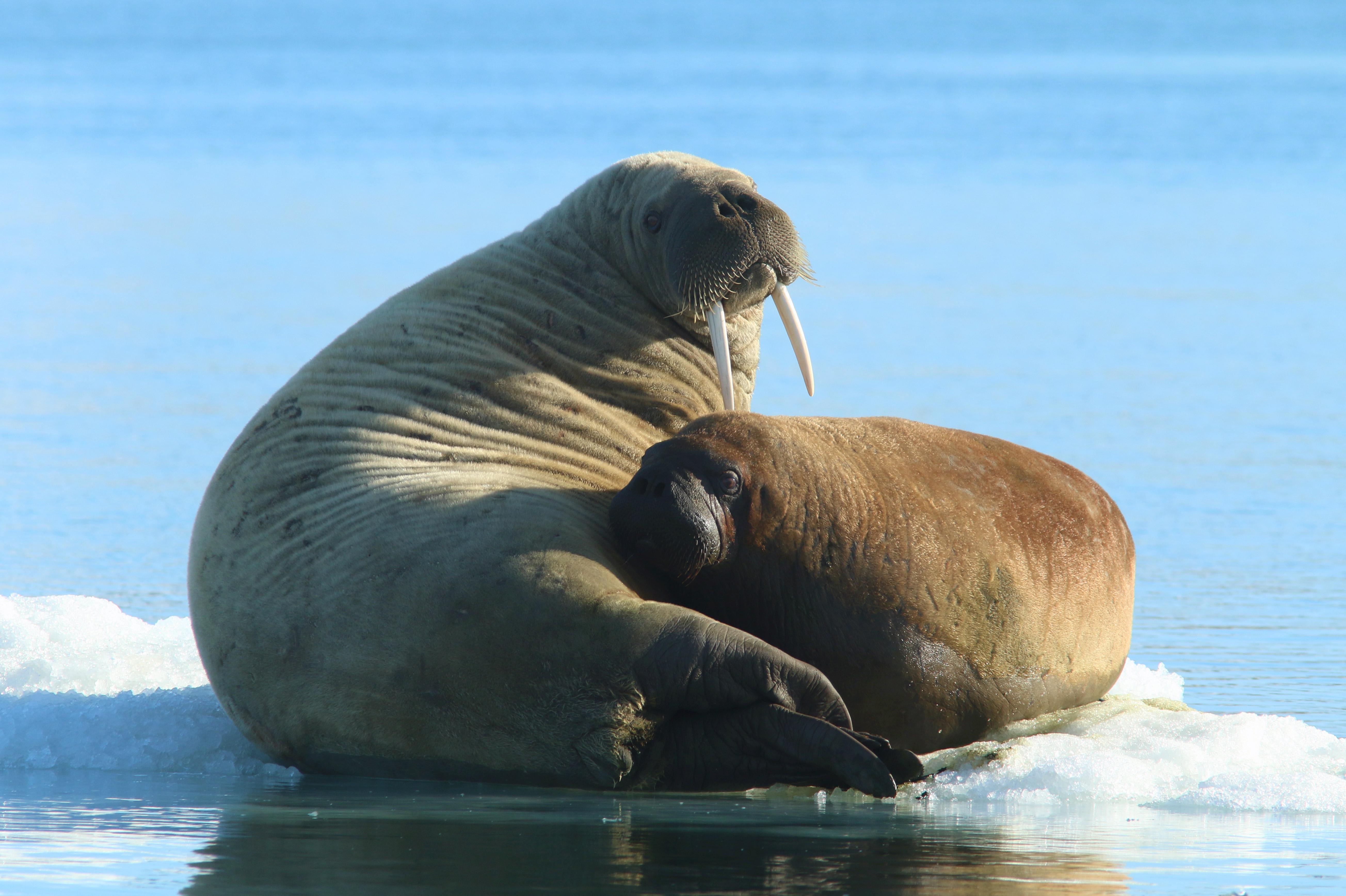 Walruses' skin is highly wrinkled and thick, up to 10 cm around the neck.  ©A.Pochelon