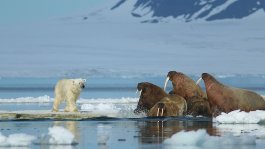 Ours polaire et morses se défiant dans l'archipel François-Joseph. ©A.Pochelon