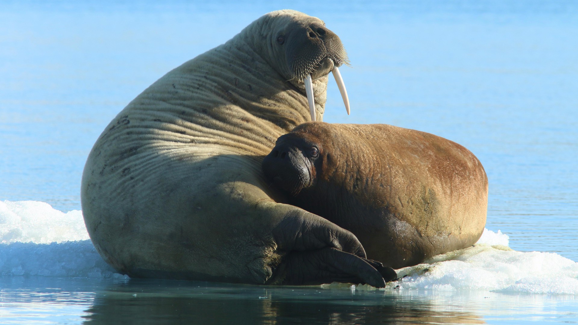 Walruses' skin is highly wrinkled and thick, up to 10 cm around the neck. ©A.Pochelon
