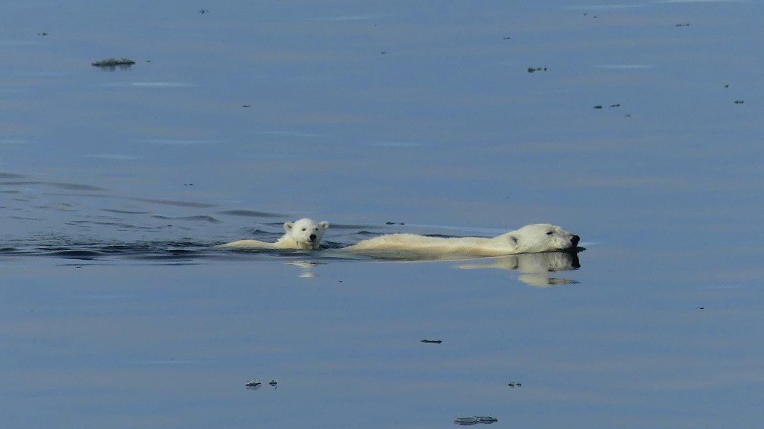 The first bear seen during the expedition, swimming with her cub. ©A.Rousseau