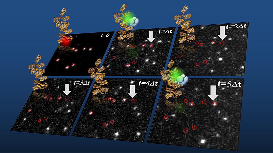 Single-molecule detection of chromatin interaction dynamics of PRC2 (labeled in green) on chromatin fibers (labeled in red, t=0) (credit: Beat Fierze/EPFL)