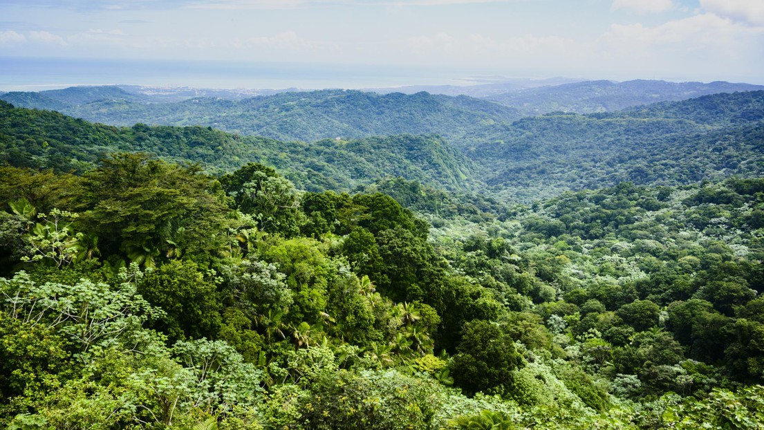 The researchers began by testing their hypothesis on tropical forests. © Istock Photos