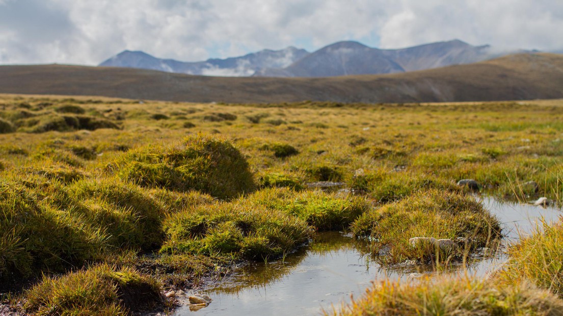 Peat bogs’ astonishing ability to resist climate change gives scientists reason to cheer. © Istock Photos