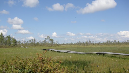 A swamp in Siberia. © G.Pestalozzi