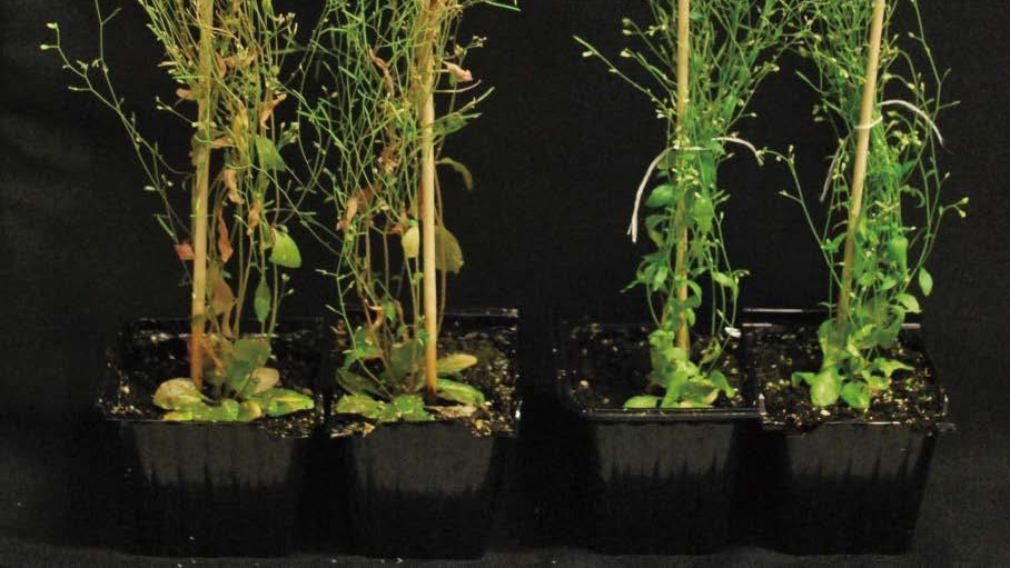 Des plantes d'Arabidopsis thaliana utilisées dans cette étude (crédit: J. Auwerx/EPFL)