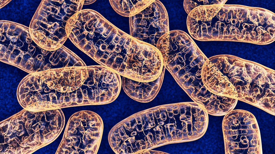 Mitochondria (iStock)