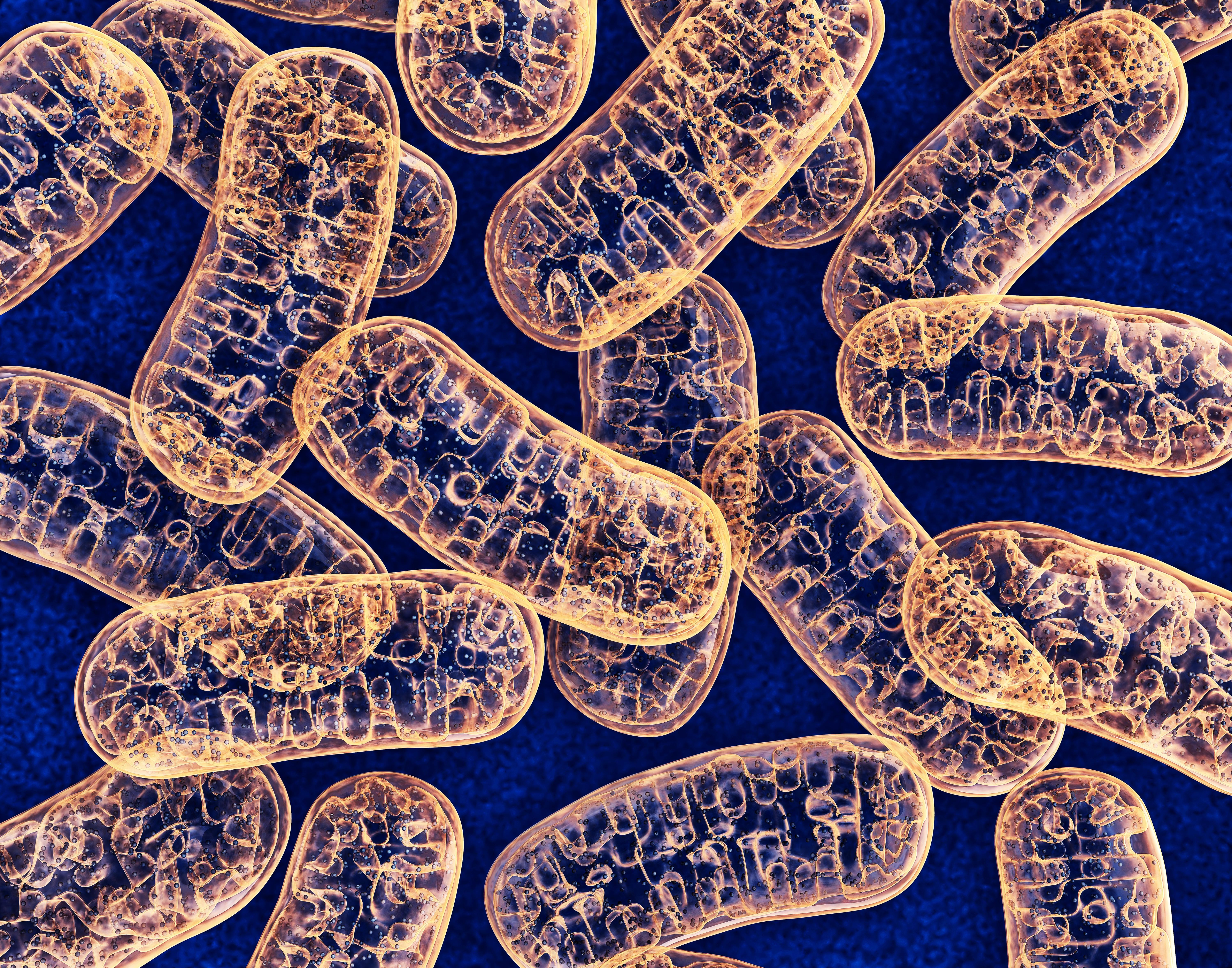 Healthy mitochondria could stop Alzheimer's