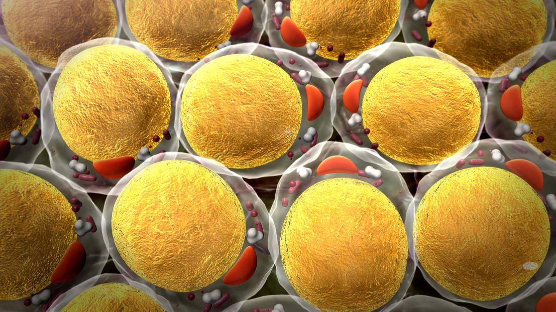 Fat cells (iStock)