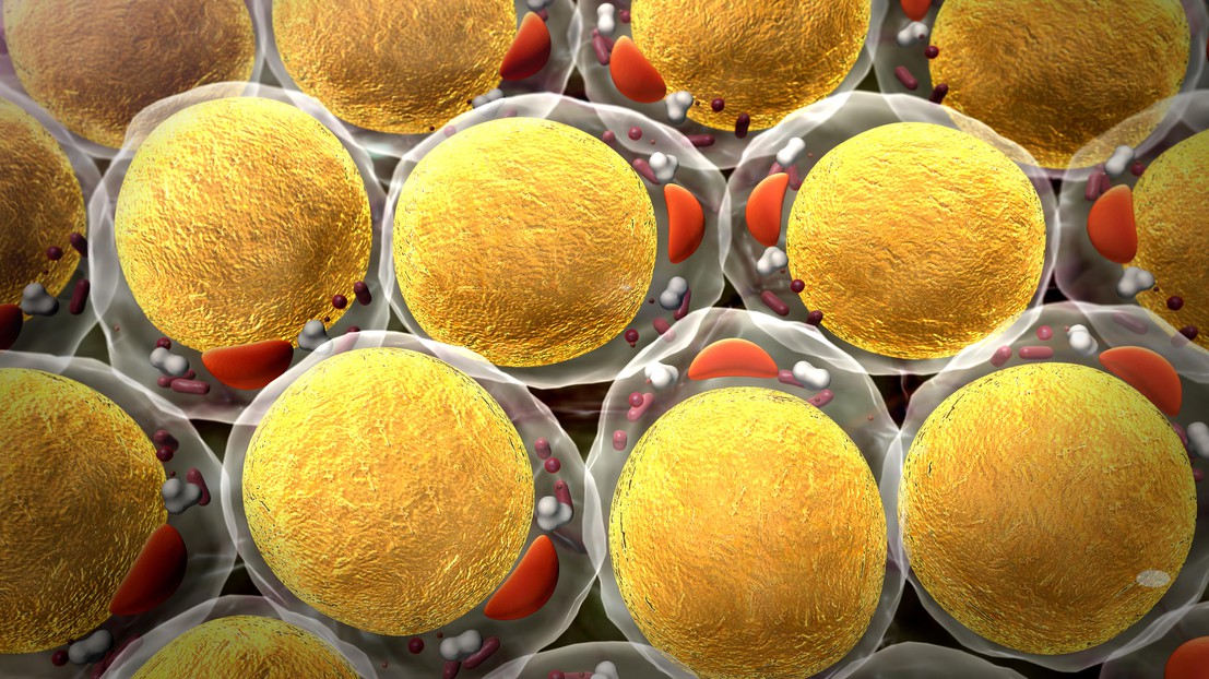 Cellules adipeuses (iStock) Cellules adipeuses (iStock)