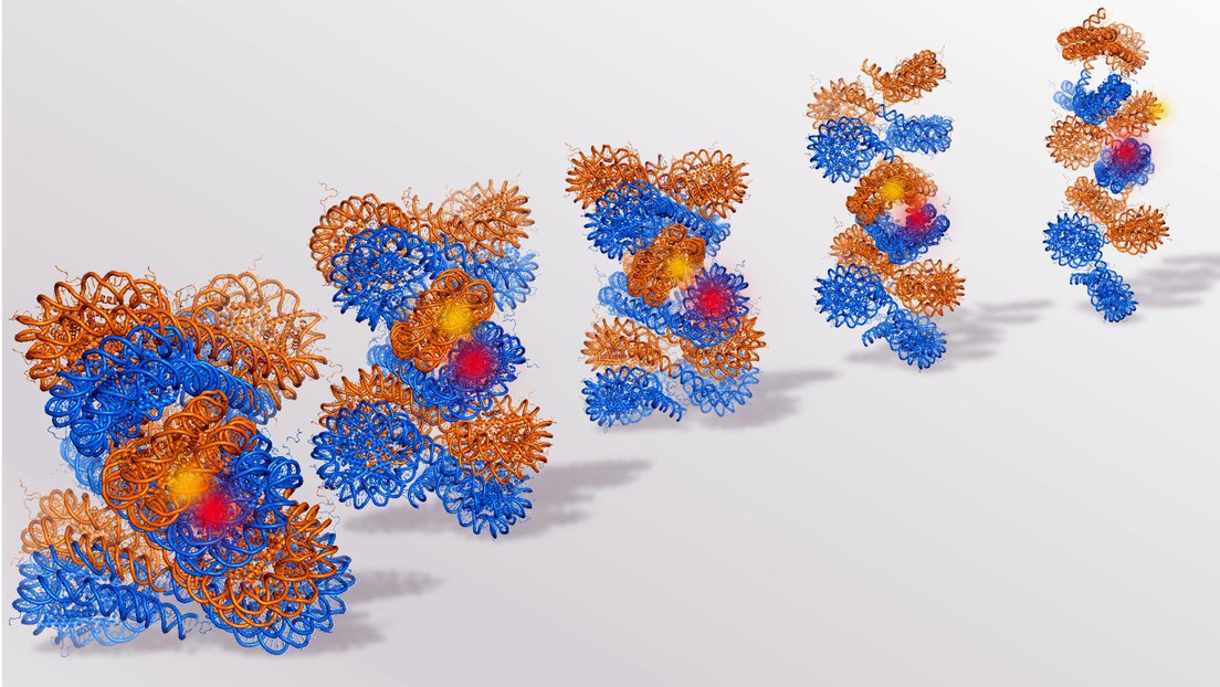 An illustration of chromatin (on the left) opening up to individual nucleosomes (right). Credit: Beat Fierz/EPFL