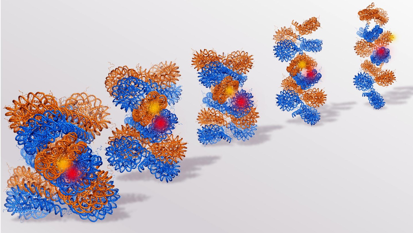 A new, dynamic view of chromatin movements - EPFL