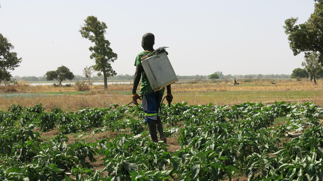 The farmers are often dressed only in shorts and t-shirts when treating crops. © EPFL/GR-CEL