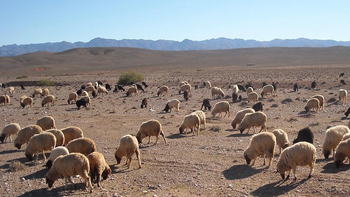 how-did-we-domesticate-sheep-and-goats-epfl