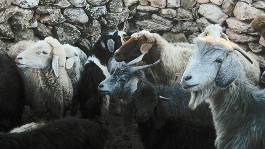 © B.Benjelloun - Elevage traditionnel de chèvres et moutons (Maroc)