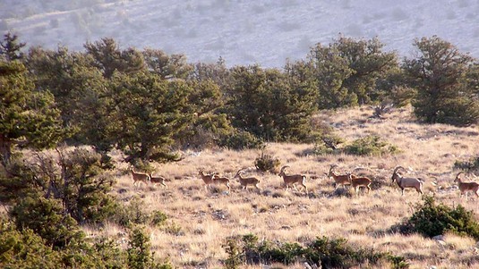 © H. Rezaei - Harde d’aegagres (Parc National du Golestan, Iran)