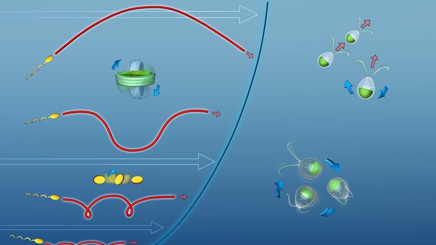 © 2018 EPFL / The fluid mechanics of plankton © 2018 EPFL / The fluid mechanics of plankton
