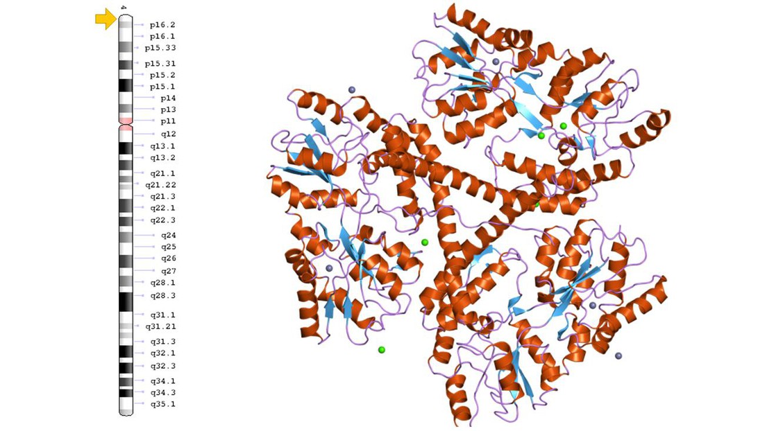 The location of the htt gene on chromosome 4 (credit: Genetics Home Reference/NCBI) and the 3D structure of huntingtin (EBI)