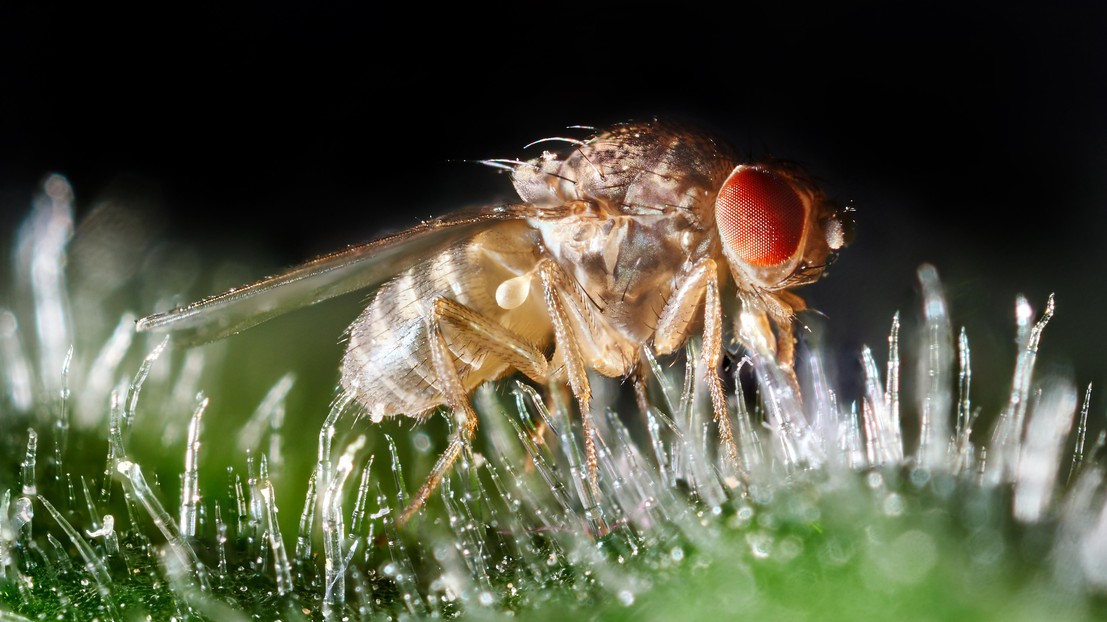 Une mouche des fruits (Drosophila) (iStock)