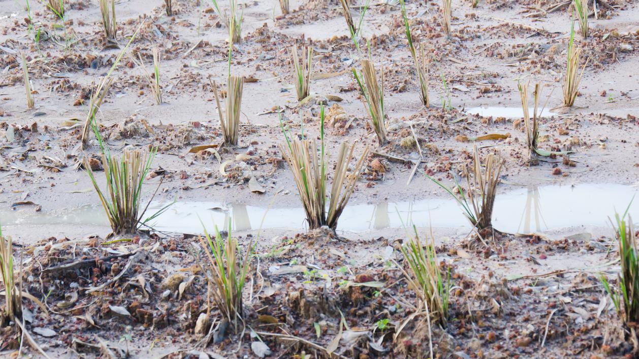 vetiver comestible