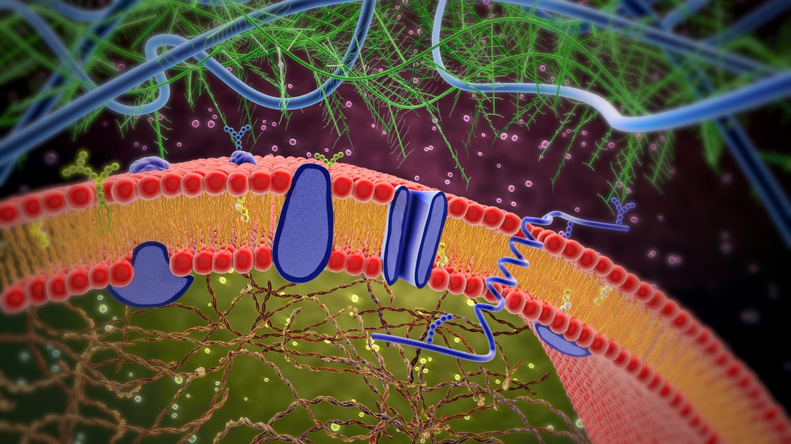 Cell membrane with membrane-bound and transmembrane receptors (Credit: Lars Neumann/iStock photos)