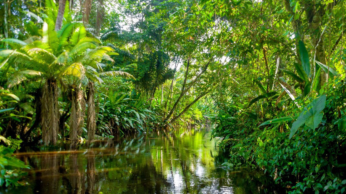 Certain parts of the Amazon will become increasingly dry or wet in the coming years. © iStock Photos