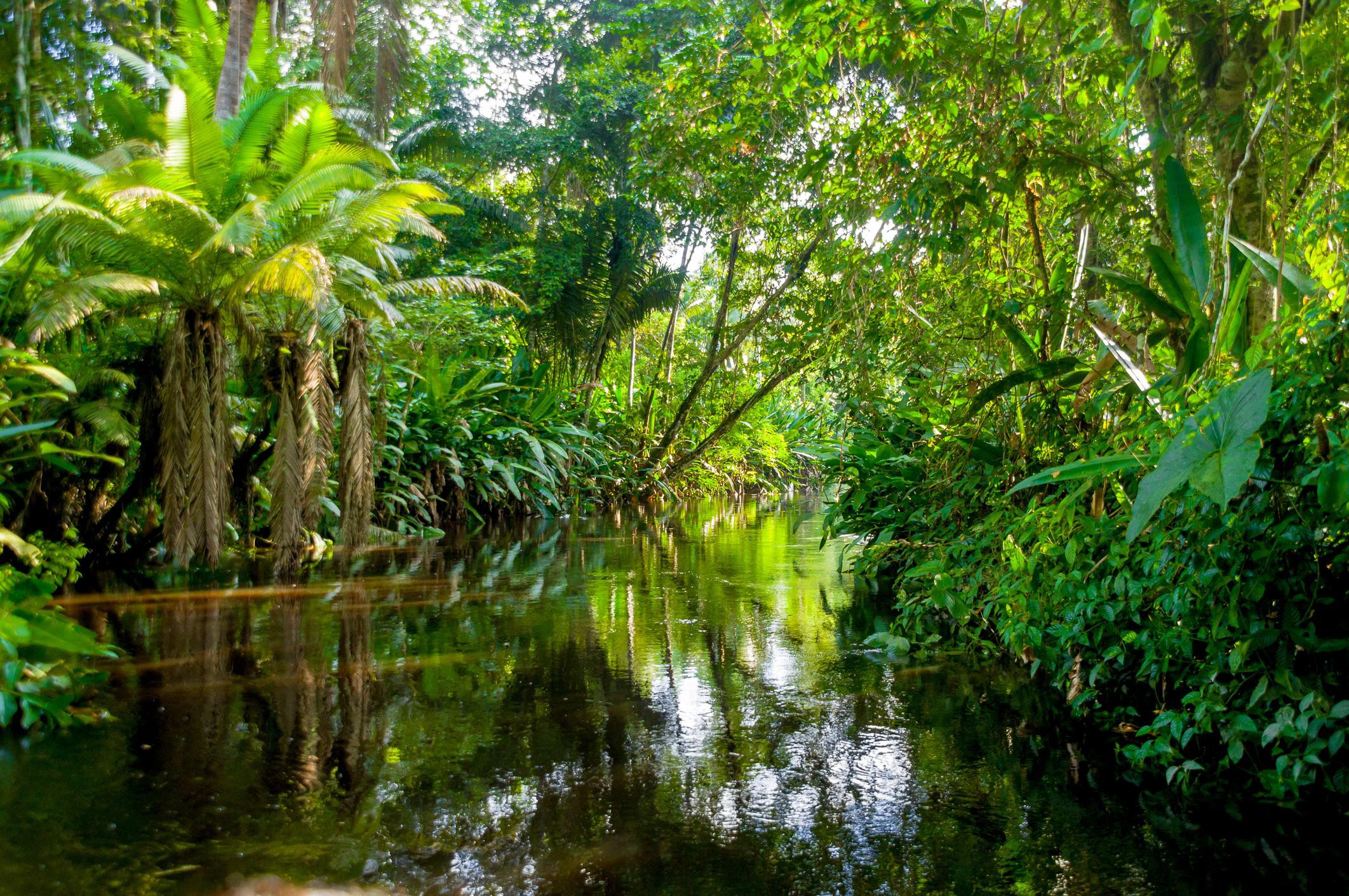 Tall trees are crucial for the survival of the Amazon rainforest