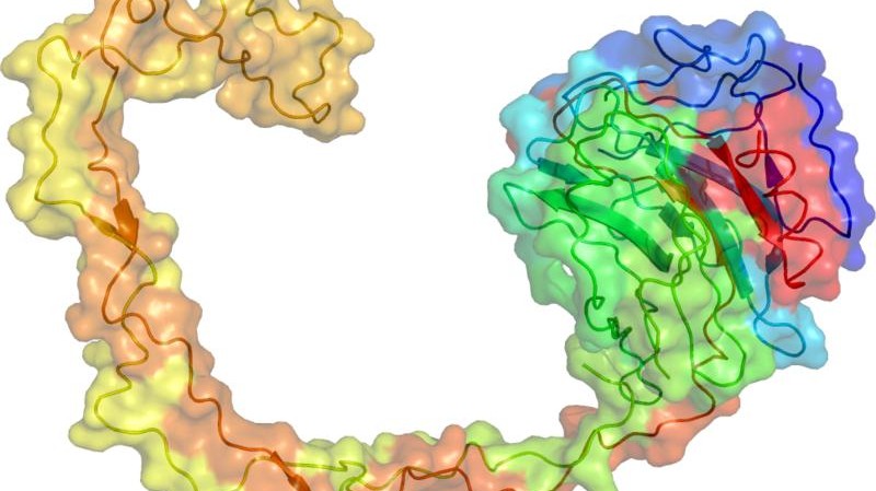 Calnexin - a stable component of the ribosome-translocon complex. - EPFL