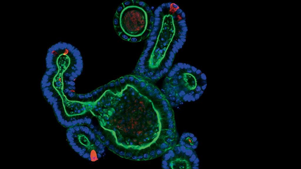 © Saba Rezakhani, Lütolf lab/EPFL