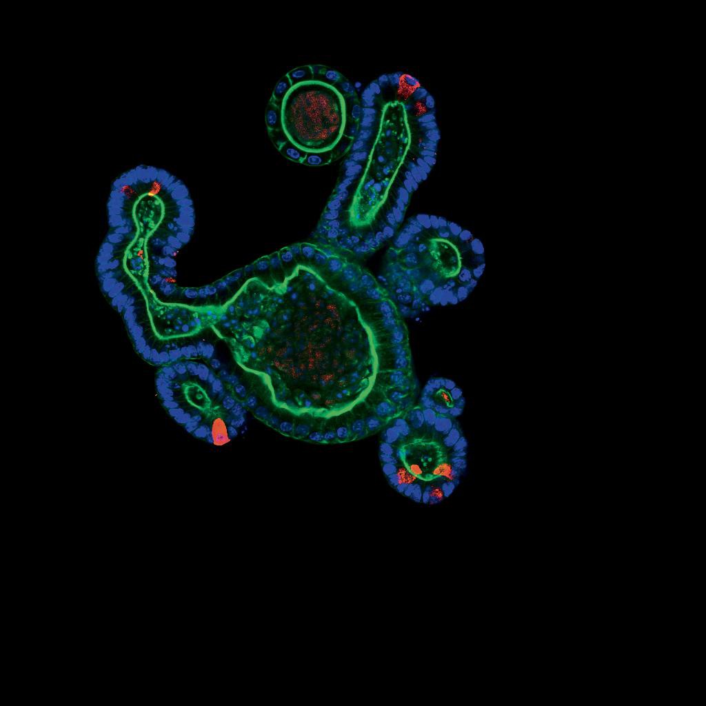 © Saba Rezakhani, Lütolf lab/EPFL