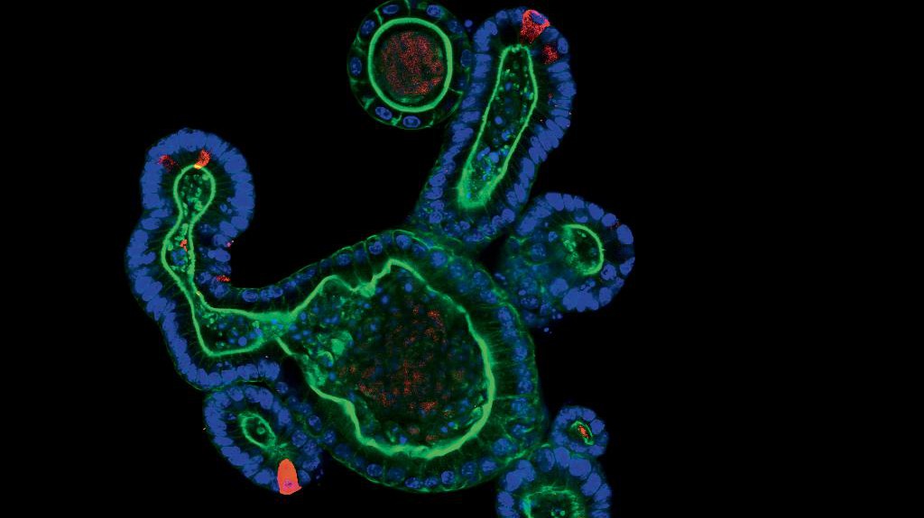 © Saba Rezakhani, Lütolf lab /EPFL