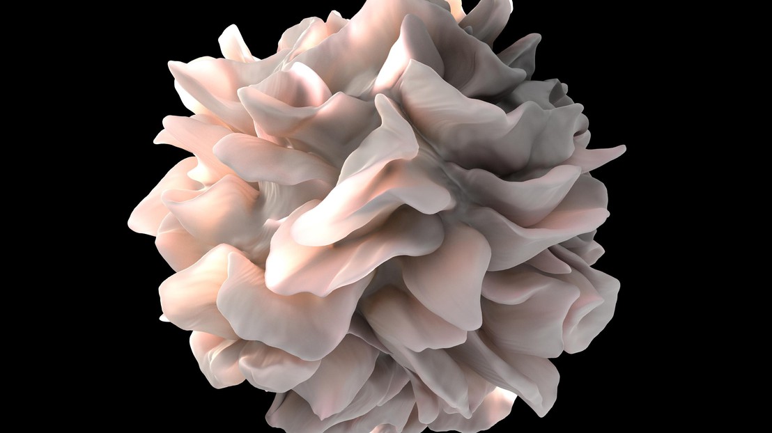 Rendu artistique de la surface d'une cellule dendritique humaine, l'une des cellules du système immunitaire inné (National Institutes of Health)