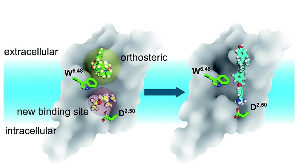 The receptor model, indicating the new site. ©RSC