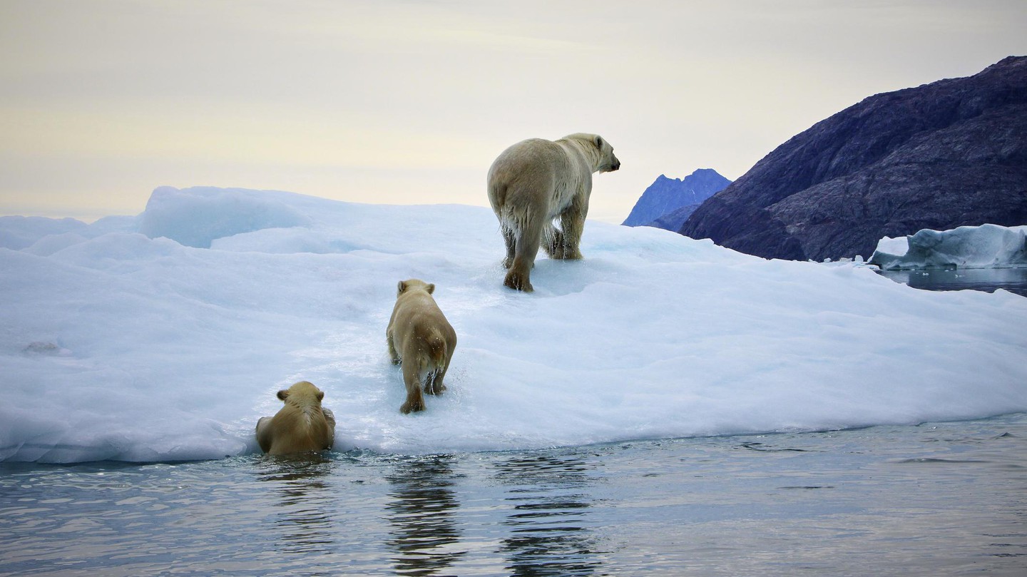 Арктика жизнь белого медведя. Гренландия арктические пустыни. Полярная Арктическая пустыня. Арктические пустыни инуиты. Зона арктических пустынь белый медведь.