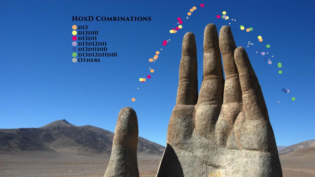Growing hand with HoxD combinatorial code (credit: P. Fabre and Q. Lo Giudice, University of Geneva)