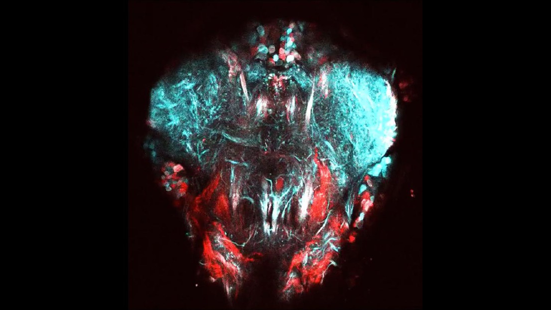 Two-photon image of neural tissue controlling the front legs of the fly. Neurons express fluorescent proteins to visualize neural activity (cyan) and neural anatomy (red). (Credit: Pavan Ramdya, EPFL)