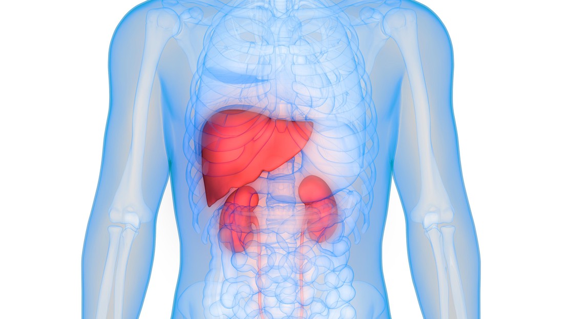 Liver and kidneys (iStock)