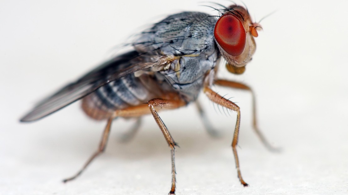 La mouche des fruits, Drosophila melanogaster (iStock photos)