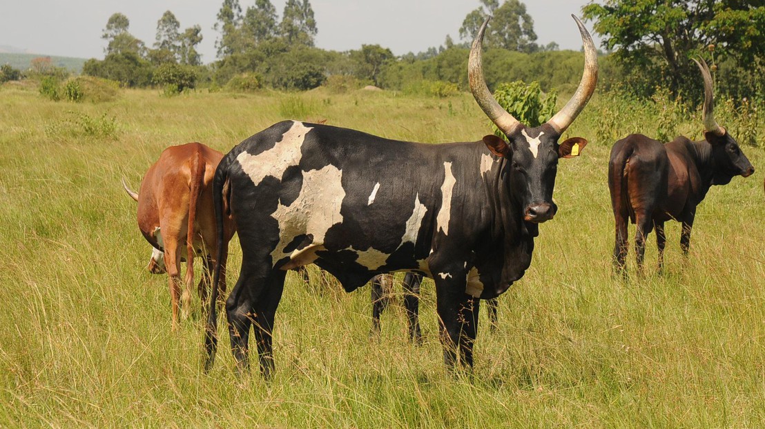 Crossbred and indigenous cattle from Uganda, a theileriosis-endemic area. Photo NextGen Consortium / CC BY