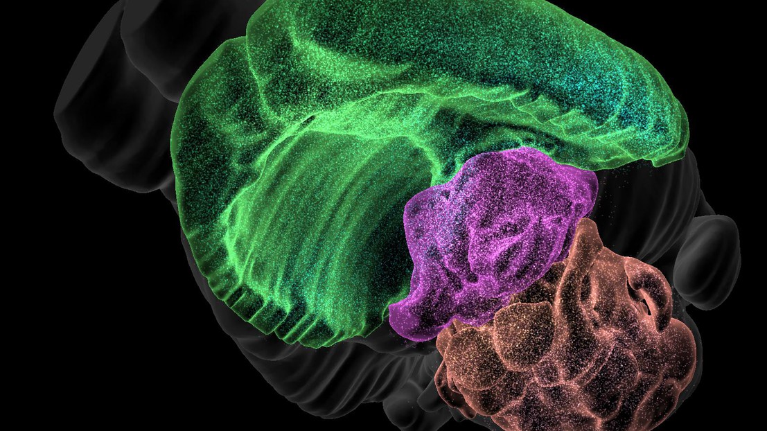 Brain zones can be highlighted thanks to the Blue Brain Cell Atlas. © BBP / EPFL
