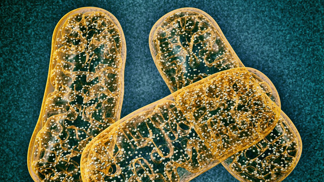 Mitochondria (iStock)