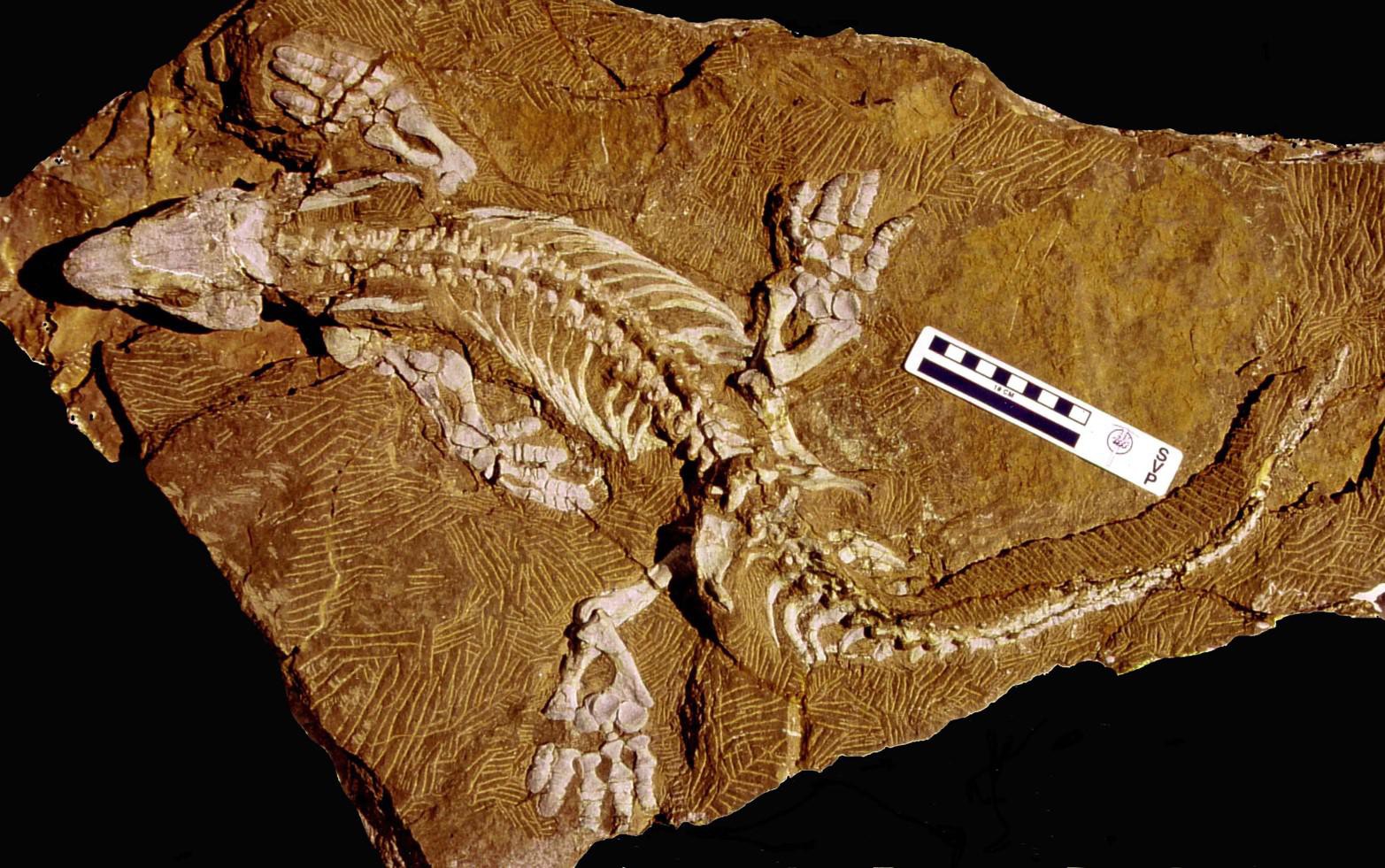 © Thomas Martens - Orobates fossil