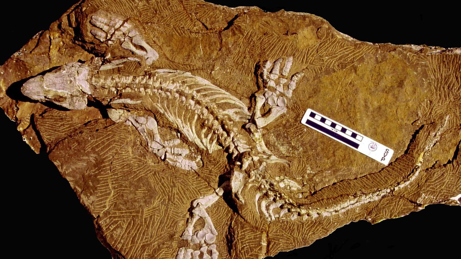 © Thomas Martens - Orobates fossil
