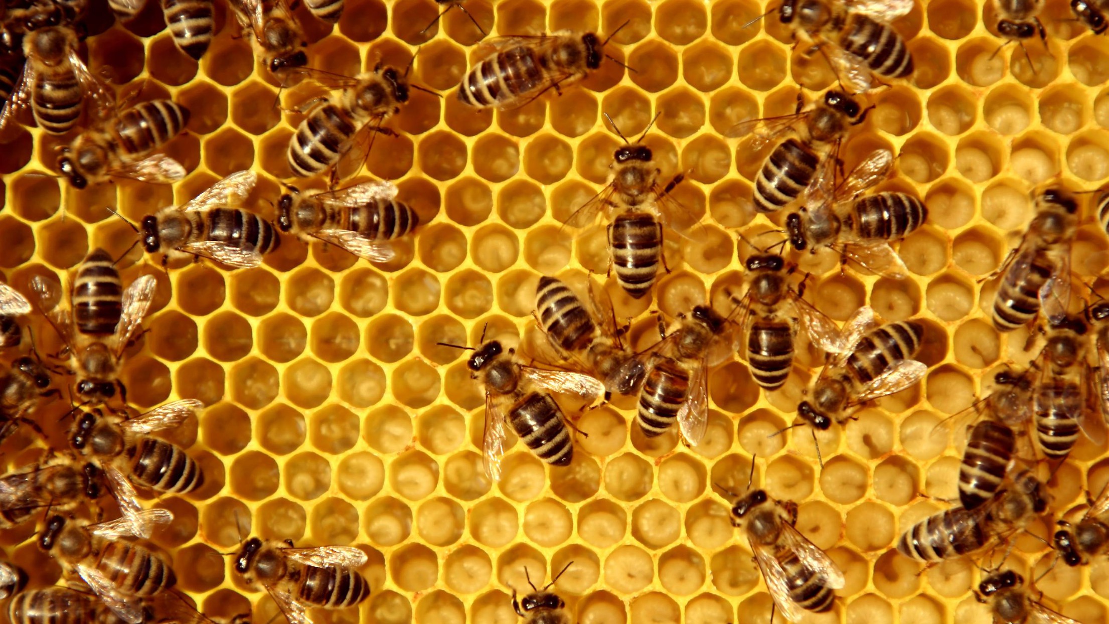 De l'intelligence artificielle pour sauver les abeilles