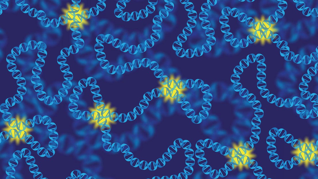 Illustration des contacts chromatiniens à l’intérieur du noyau cellulaire qui activent la transcription (crédit : Giovanni Ciriello).