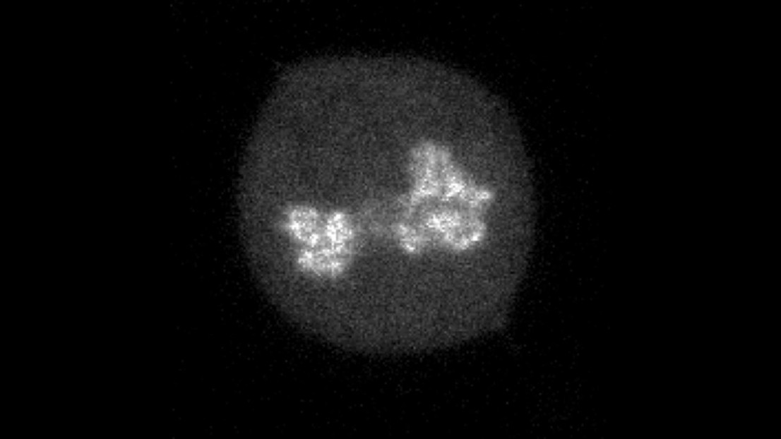 Le facteur de transcription CDX2 est localisé dans les chromosomes mitotiques. Crédit : D. Suter, EPFL